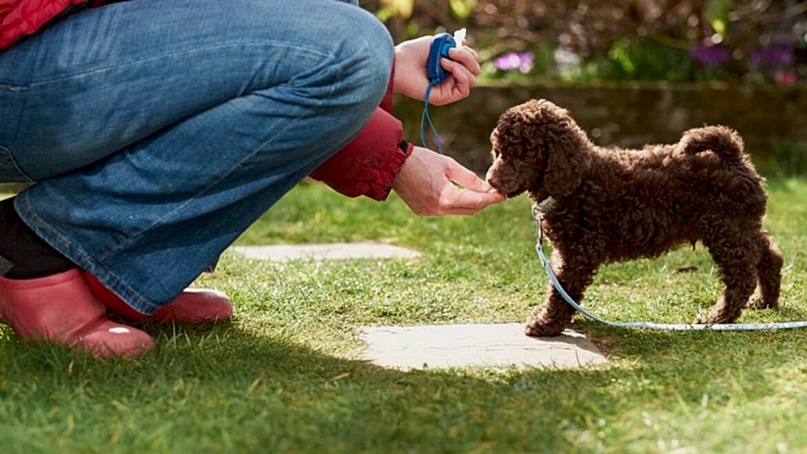Yavru Köpek Eğitimi