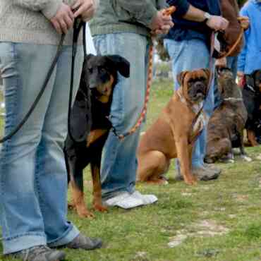 Köpek Eğitiminde Dikkat Edilmesi Gerekenler